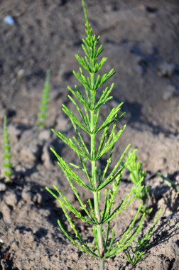 At kuyruğu tarlası (Equisetum arvense) vahşi doğada yetişir..