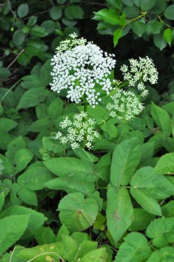 Aegopodyum podagraria vahşi doğada bir ot gibi büyüyor.