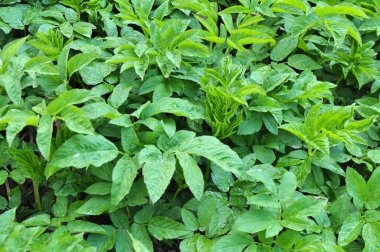 Aegopodyum podagraria vahşi doğada bir ot gibi büyüyor.