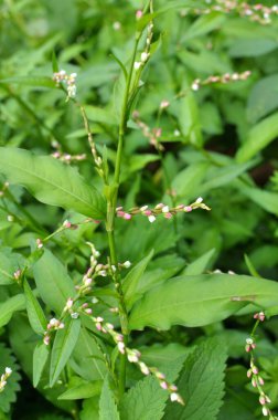 Persicaria hidroterapi kavalcısı doğada otların arasında yetişir.