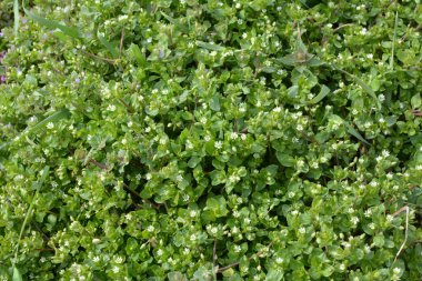 İlkbaharda Stellaria medyası doğada büyüyor.