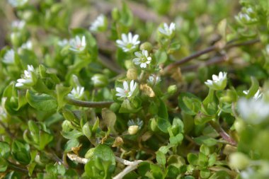 İlkbaharda Stellaria medyası doğada büyüyor.