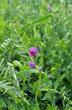 Vetch tohumu (Vicia sativa) bir tarlada yetişir.