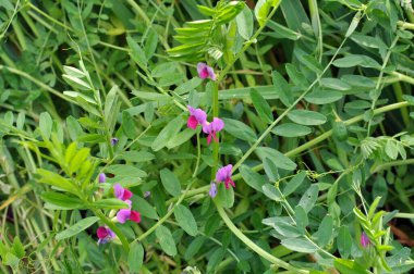 Vetch tohumu (Vicia sativa) bir tarlada yetişir.