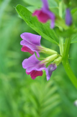 Vetch tohumu (Vicia sativa) bir tarlada yetişir.