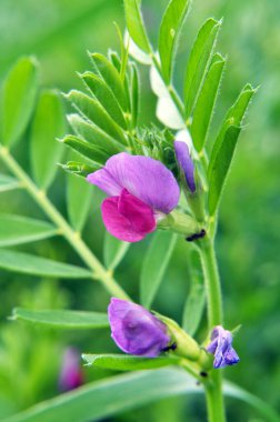 Vetch tohumu (Vicia sativa) bir tarlada yetişir.