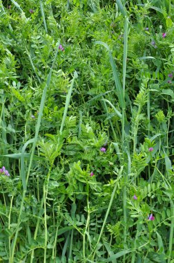 Vetch tohumu (Vicia sativa) bir tarlada yetişir.
