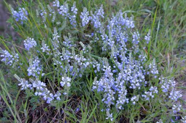 İlkbaharda, Veronica otların arasında vahşi doğada çiçek açar.