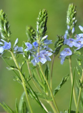 İlkbaharda, Veronica otların arasında vahşi doğada çiçek açar.