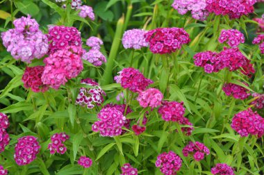 Bahçede çiçeklerin açtığı karanfiller.