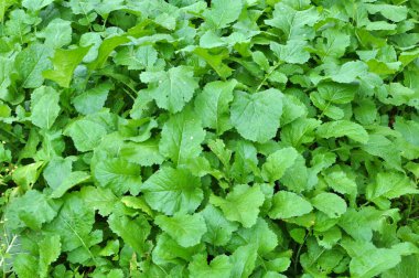 Mustard (Sinapis) is a valuable agricultural crop growing on a farm fiel