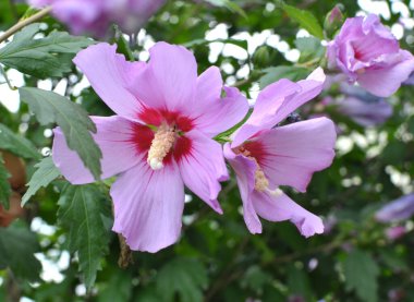 Yazın, doğada amber çiçeği açar.