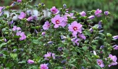 Yazın, doğada amber çiçeği açar.