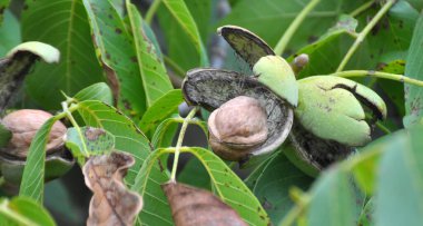 Bir ağaç dalına ceviz kırık bir yeşil kabuk ile Olgun