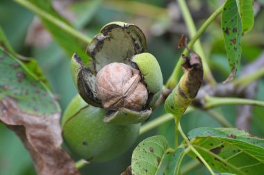 Bir ağaç dalına ceviz kırık bir yeşil kabuk ile Olgun