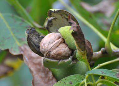 Bir ağaç dalına ceviz kırık bir yeşil kabuk ile Olgun