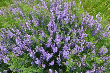 İnce yapraklı bezelyeler (Vicia tenuifolia) çayırlarda çiçek açar.