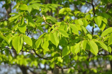 Hornbeam ağaç dalı ve ormanda büyüyen genç yapraklar.