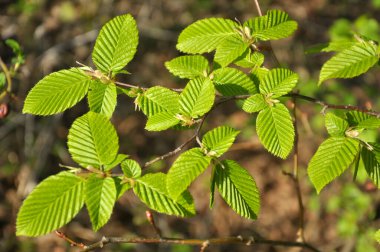 Hornbeam ağaç dalı ve ormanda büyüyen genç yapraklar.