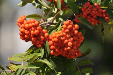 Doğada, Rowan 'ın bir dalında sıradan (Sorbus aucuparia) olgun meyveler