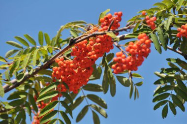Doğada, Rowan 'ın bir dalında sıradan (Sorbus aucuparia) olgun meyveler