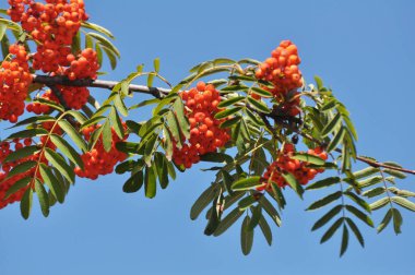 Doğada, Rowan 'ın bir dalında sıradan (Sorbus aucuparia) olgun meyveler