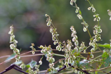 Wild shrub buckwheat (Fallopia dumetorum), which twists like a weed growing in the wild clipart