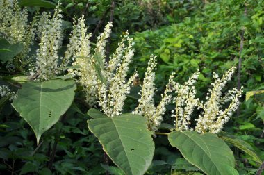 In summer, the perennial plant Reynoutria grows in nature