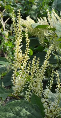 In summer, the perennial plant Reynoutria grows in nature