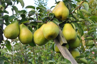 Meyve bahçesinde, armutlar ağaç dalında olgunlaşır..
