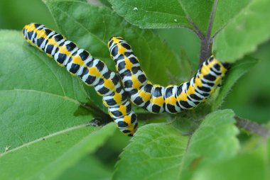 Vahşi doğada tırtılların üzerinde kelebek boynuzları (Cucullia) pustulata