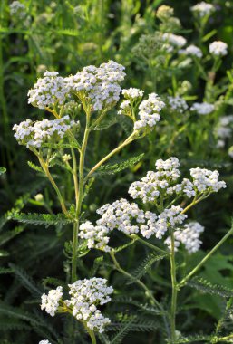Yarrow (Achillea) otlar arasında vahşi doğada çiçek açar