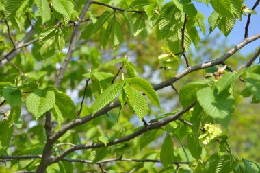 A branch of an elm tree (Ulmus) grows in the wild