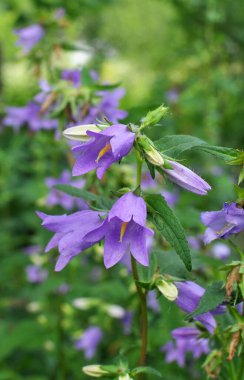 Vahşi doğada, çan çiçekleri (Campanula bononiensis) otların arasında açar.