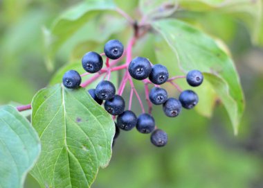 Mısır gevreğinin kara meyveleri bir çalılığın dalında olgunlaşır..