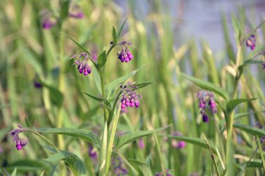 Çayırda, yabani otların arasında kuş (Symphytum officinale) çiçek açıyor.