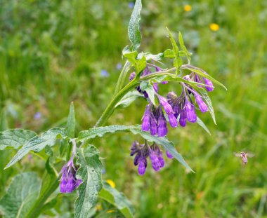 Çayırda, yabani otların arasında kuş (Symphytum officinale) çiçek açıyor.