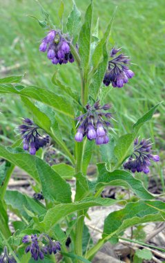 Çayırda, yabani otların arasında kuş (Symphytum officinale) çiçek açıyor.