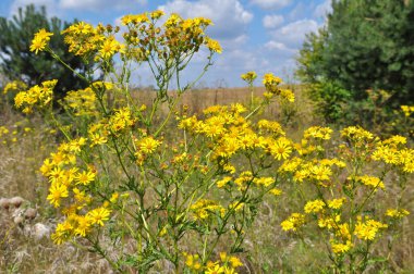 Vahşi doğada, Jacobaea vulgaris bitkisi otların arasında yetişir.
