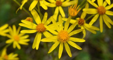 Vahşi doğada, Jacobaea vulgaris bitkisi otların arasında yetişir.