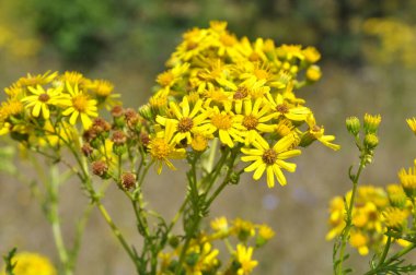 Vahşi doğada, Jacobaea vulgaris bitkisi otların arasında yetişir.
