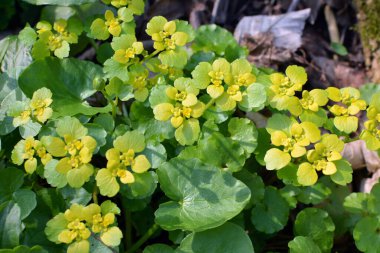 İlkbaharda vahşi doğada krisosplenyum alternatif neşter açar.