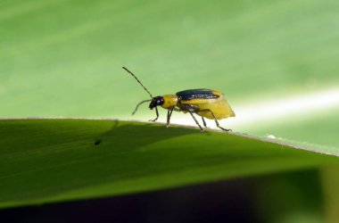Bitkinin üzerinde zararlı bir böcek bulunur - Batı mısır böceği (Diabrotica virgifera virgifera virgifera)