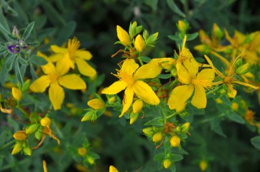 Vahşi doğada, ormanda Aziz John otları çiçek açar (hypericum perforatum) 