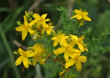 Vahşi doğada, ormanda Aziz John otları çiçek açar (hypericum perforatum) 