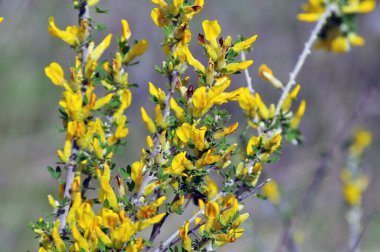 Chamaecytisus ruthenicus blooms in the wild in spring