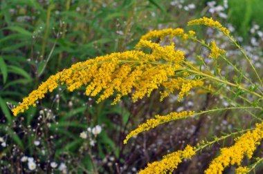 Solidago canadensis yazın sonlarında vahşi bir şekilde çiçek açar.