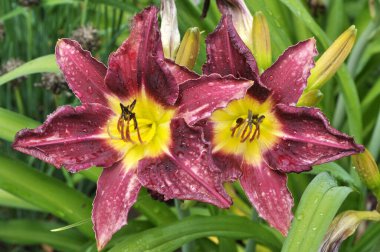 Baharda, süsen çiçekleri çiçek açar.