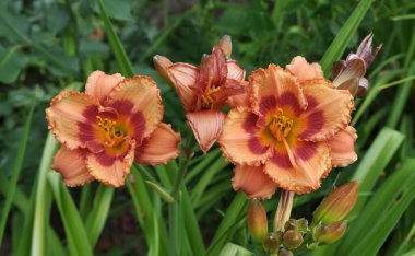 Baharda, süsen çiçekleri çiçek açar.