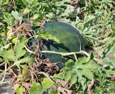 Tarlada, açık arazide olgun karpuzlar.